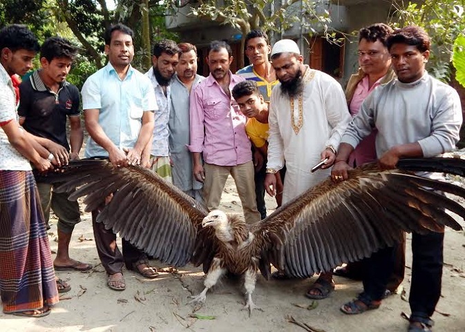কুমিল্লায় রাজ শকুন উদ্ধার
