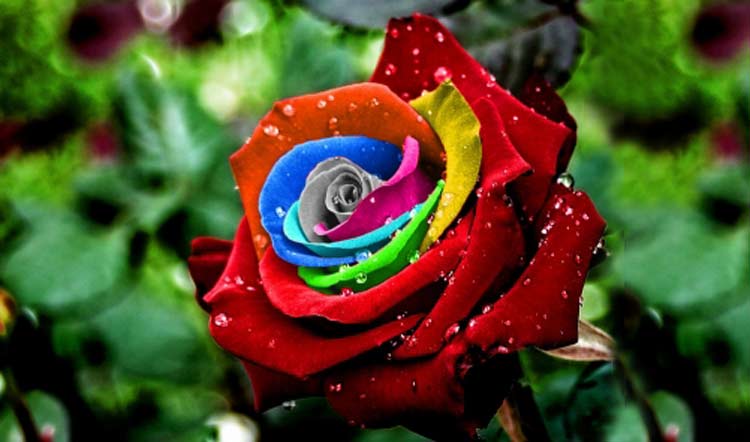 কোন রঙের গোলাপ কীসের প্রতীক