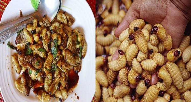 পুষ্টির চাহিদা মেটাতে শুয়োপোকা!  