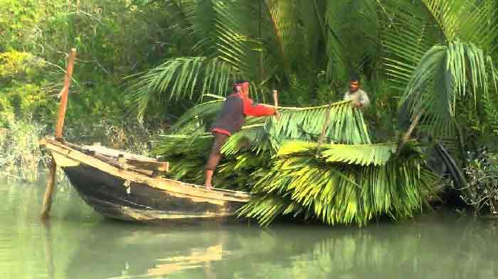 সুন্দরবনের আদ্যোপান্ত
