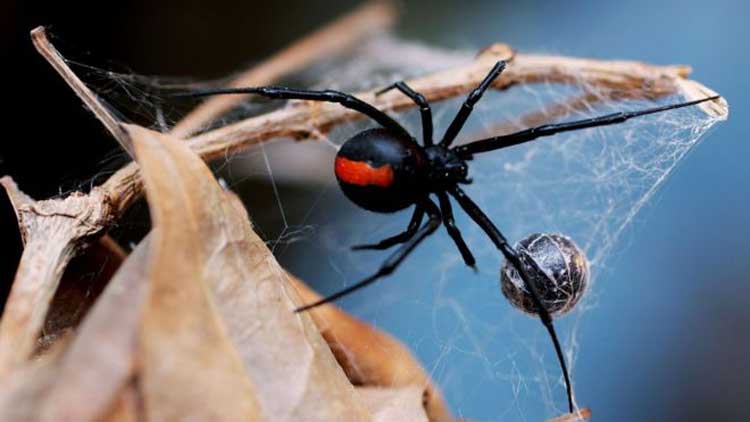 মাকড়সা সম্পর্কে যে তথ্যগুলো জানেন না
